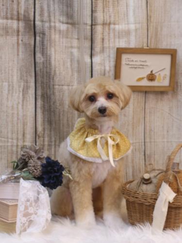 20241009ぽぽくん